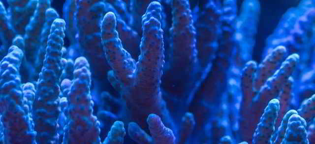 Laboratorio de corales