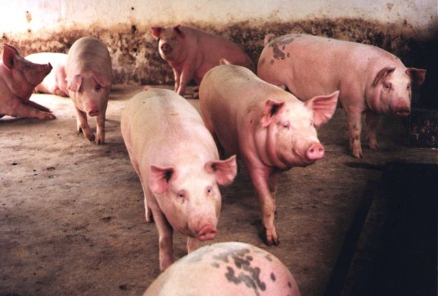 Capturaron a cuatro sujetos que robaron porcinos en Tigüigüe