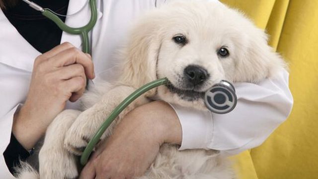 veterinario