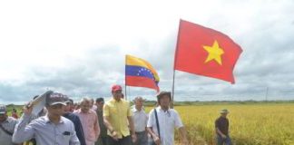 siembra de arroz en guarico por vietnam