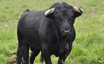 Toro, Ganado