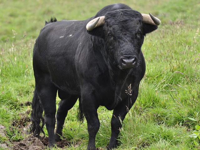 Toro, Ganado