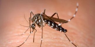Virus Mayaro