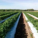 Agricultura