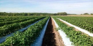 Agricultura
