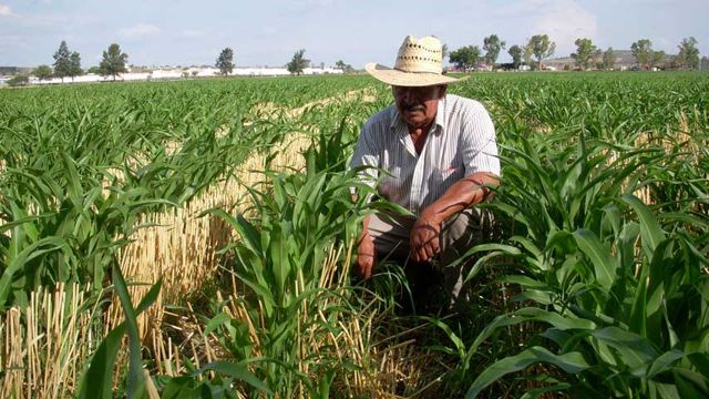 Fedeagro