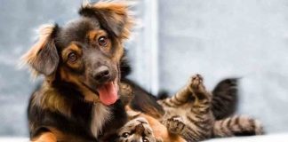 Perro, Día de los Animales
