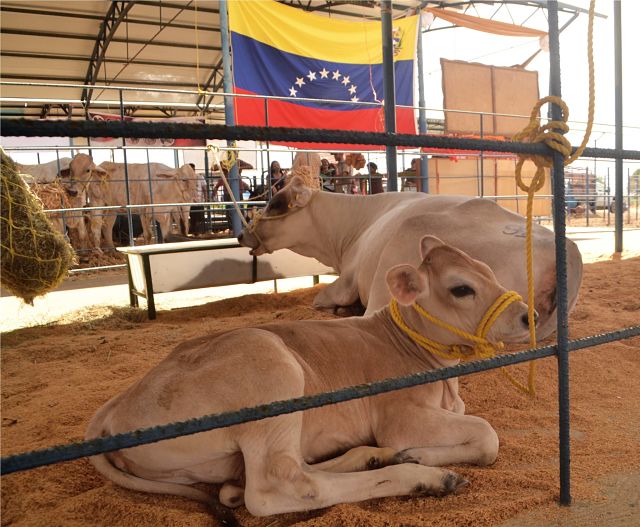 expo ganadera guárico 2019