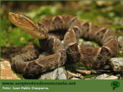 serpiente