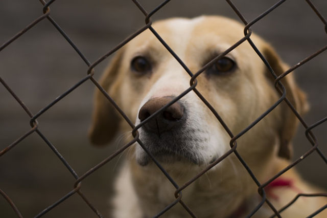 perro guárico