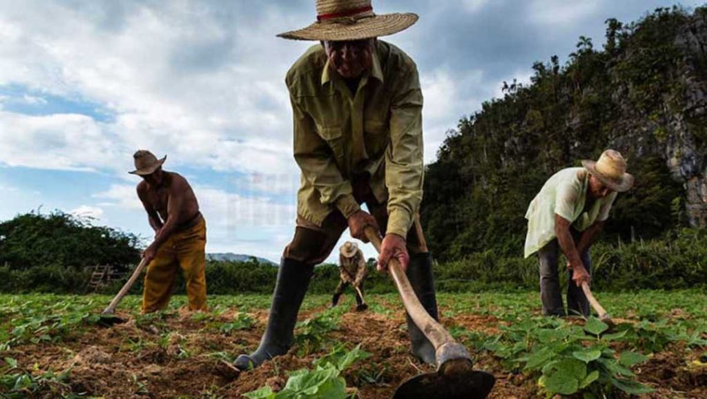 Fedeagro