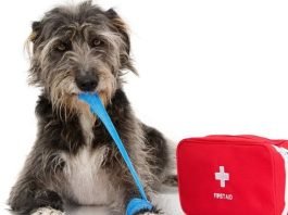 Handling Pet Emergencies